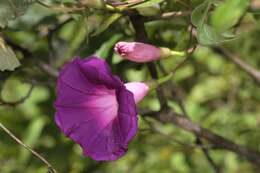 Image of whiteedge morning-glory