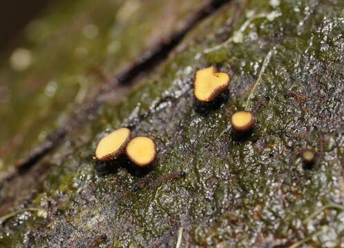 Image of Hymenotorrendiella clelandii (Hansf.) P. R. Johnst. 2014