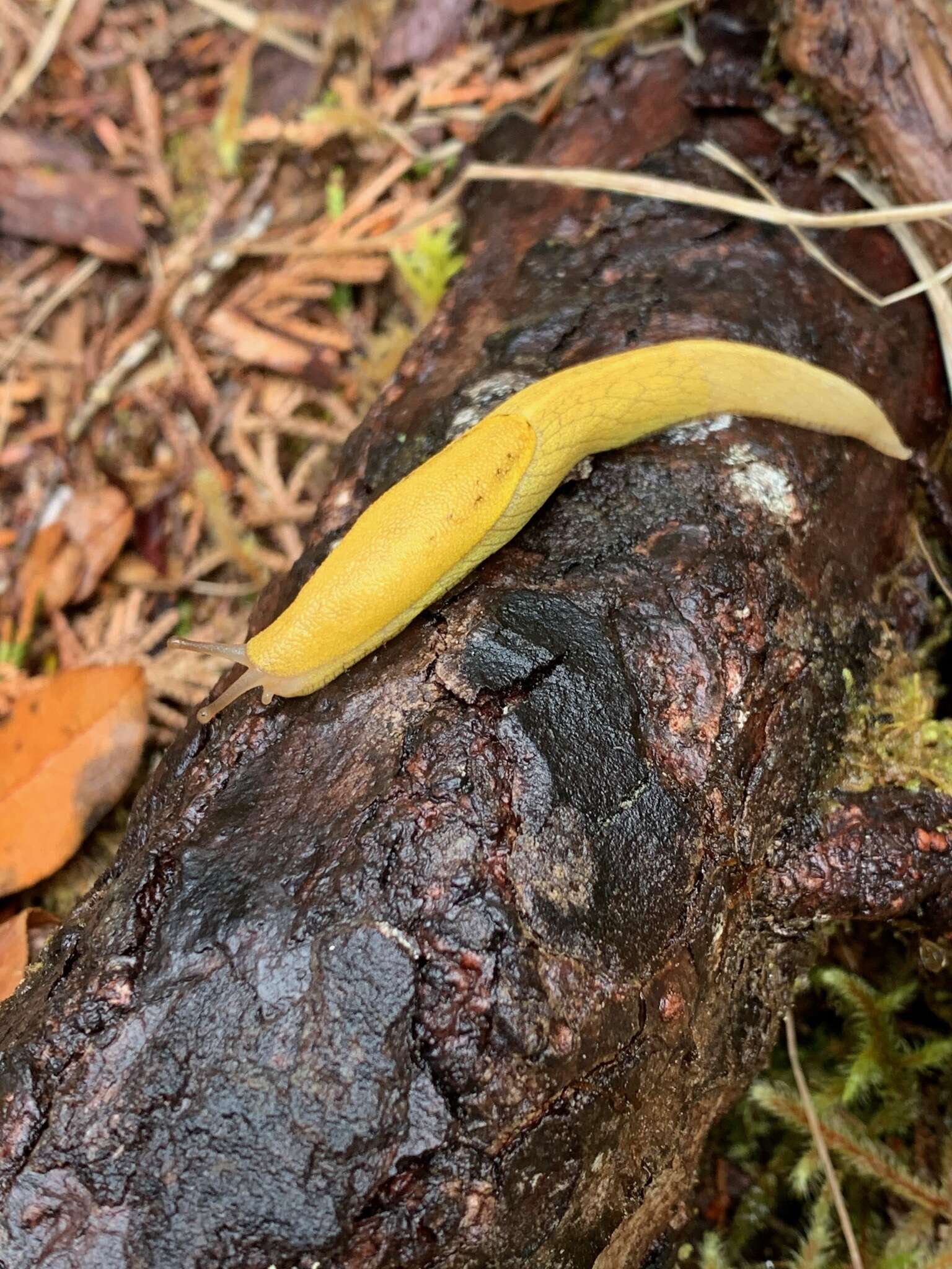 Prophysaon foliolatum (A. Gould 1851) resmi