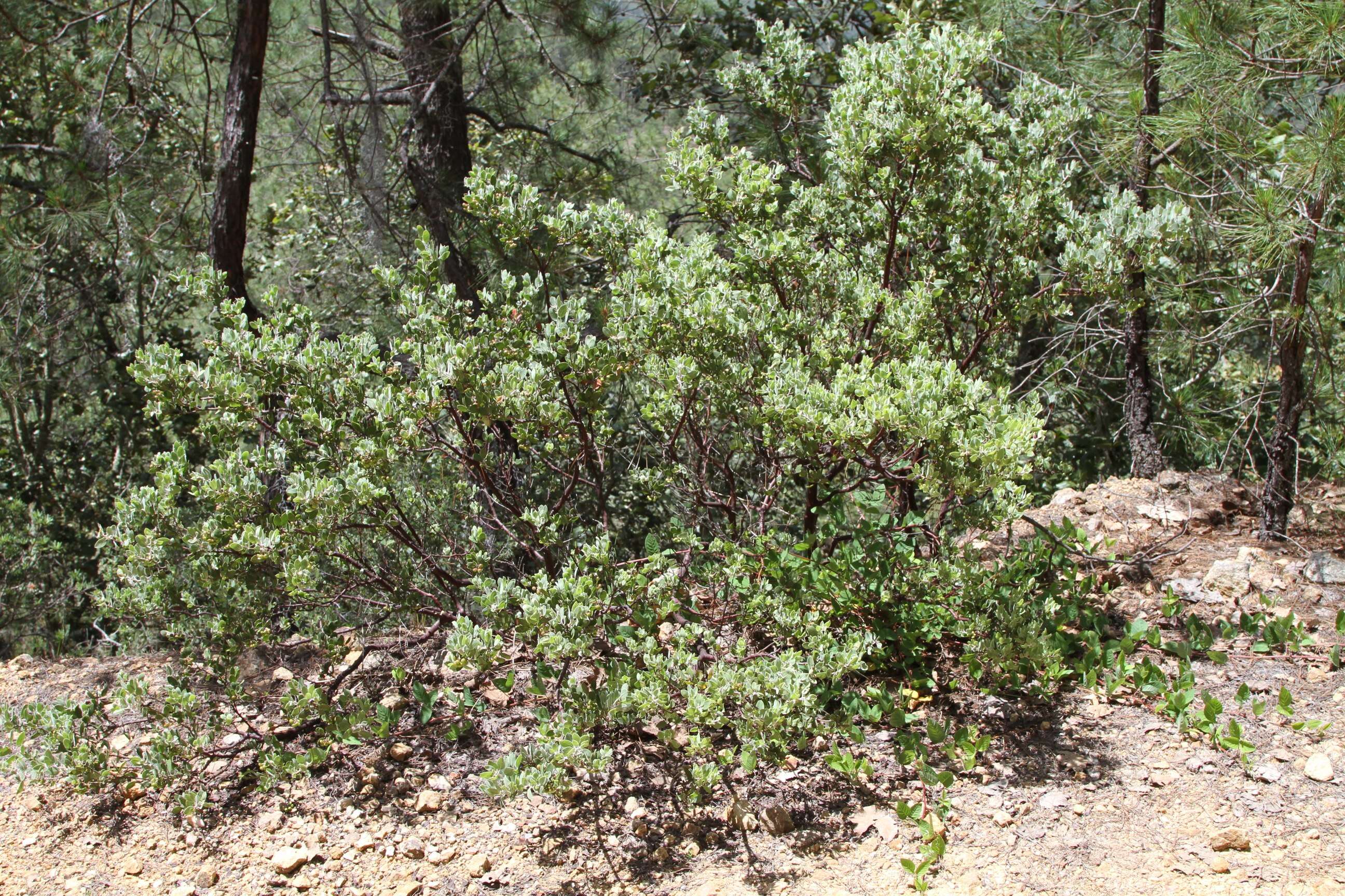 Image of pointleaf manzanita