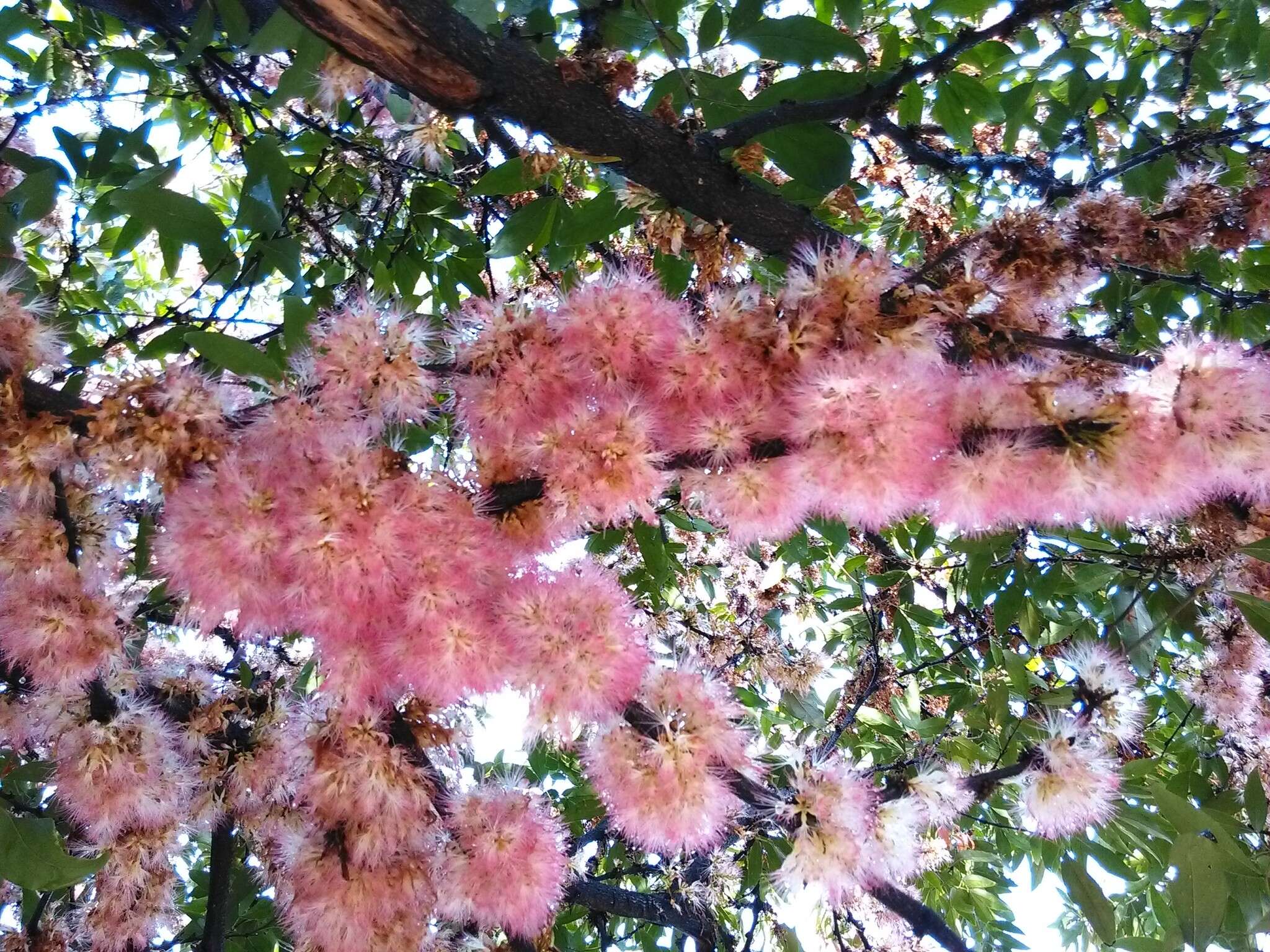 Image of Zygia longifolia (Willd.) Britton & Rose