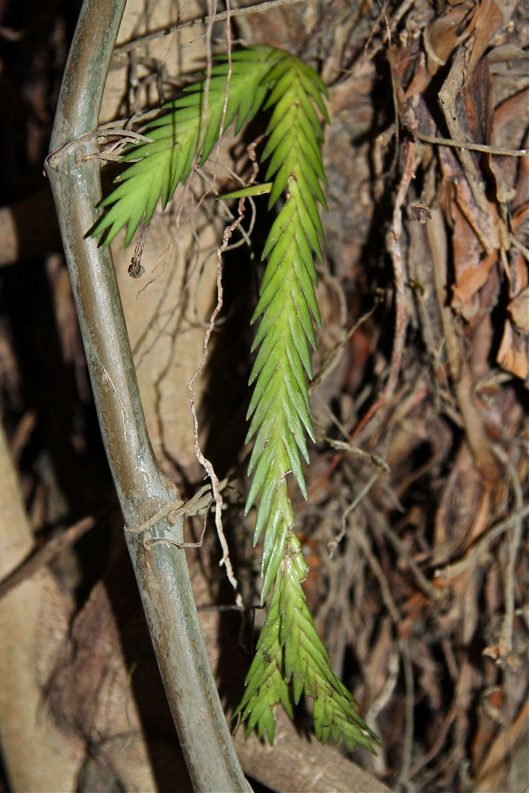 Image of Angraecum podochiloides Schltr.