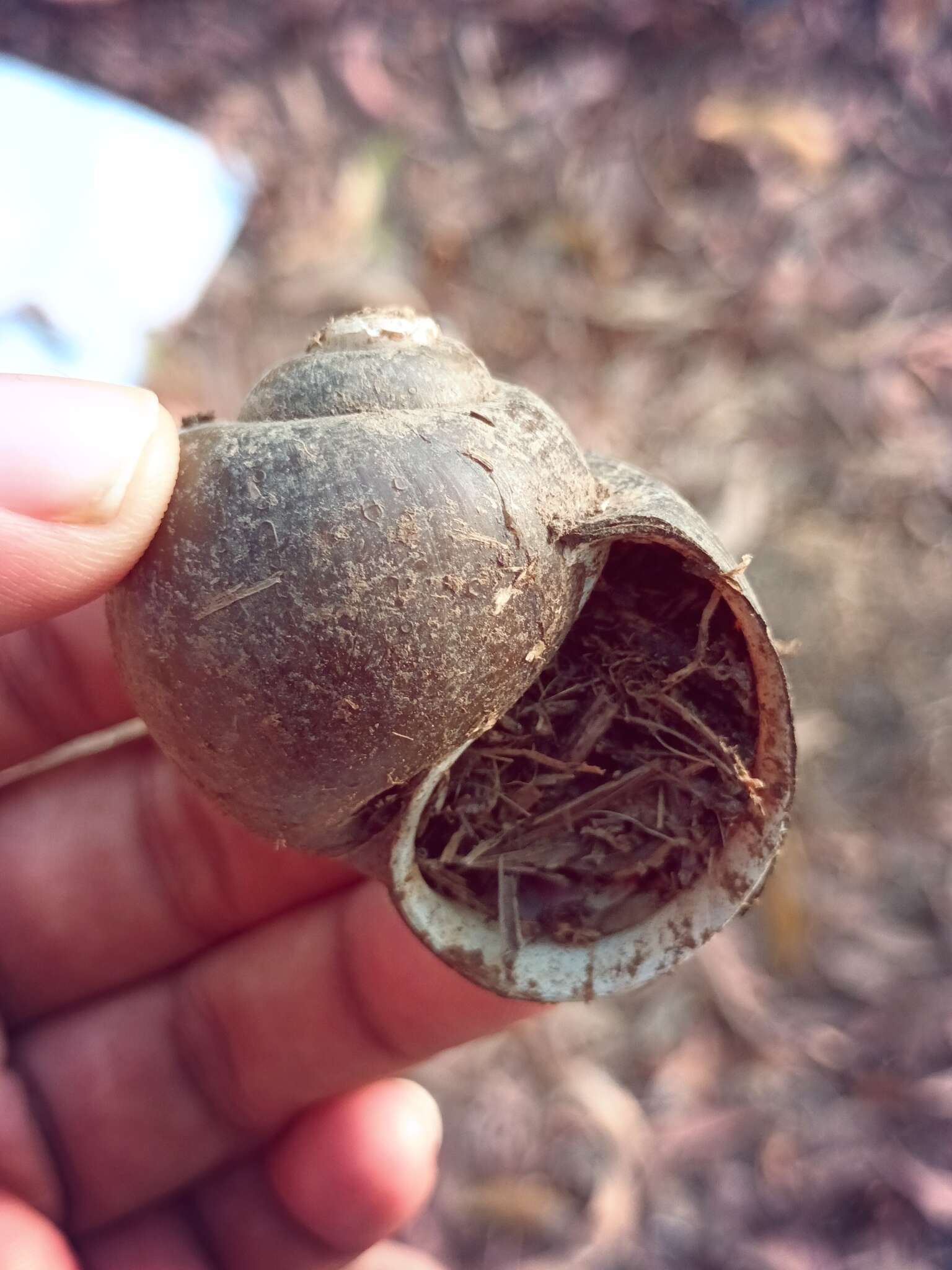 Image of Apple snail