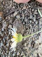 Image de Erigeron eatonii var. plantagineus (Greene) Cronq.