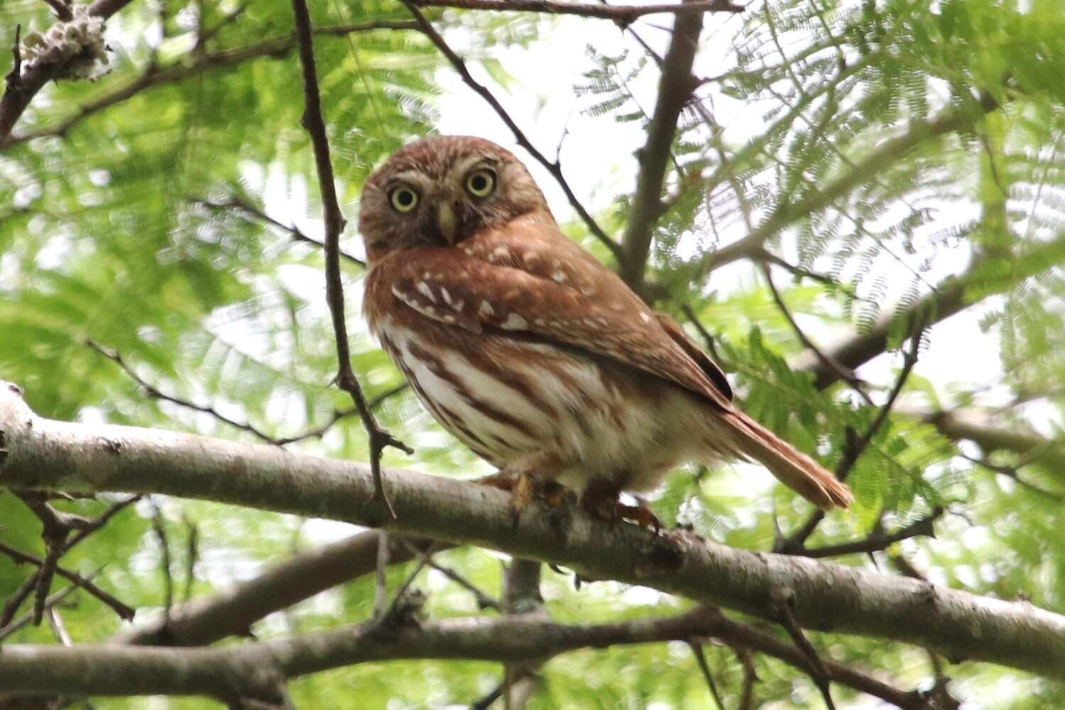 Plancia ëd Glaucidium peruanum König & C 1991