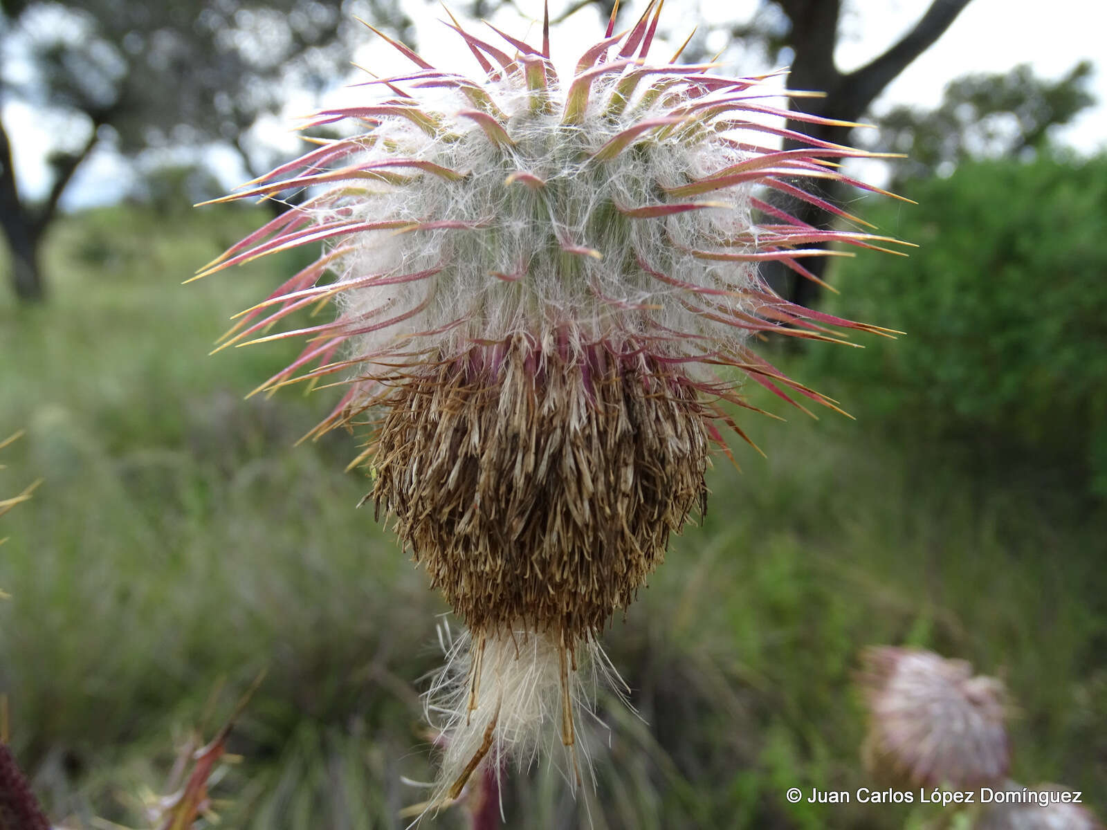 Plancia ëd Cirsium subuliforme G. B. Ownbey