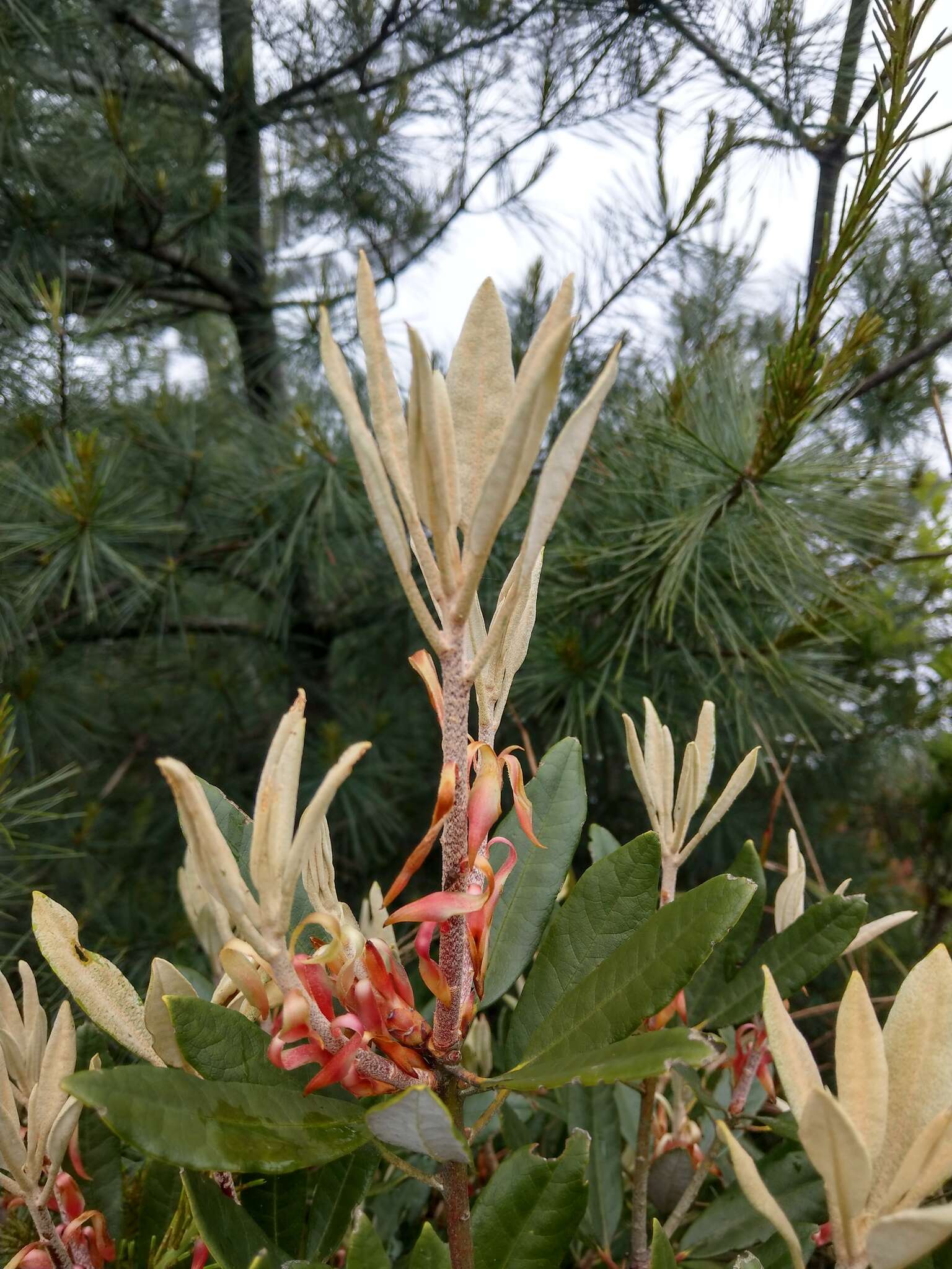 Image of Rhododendron formosanum Hemsl.