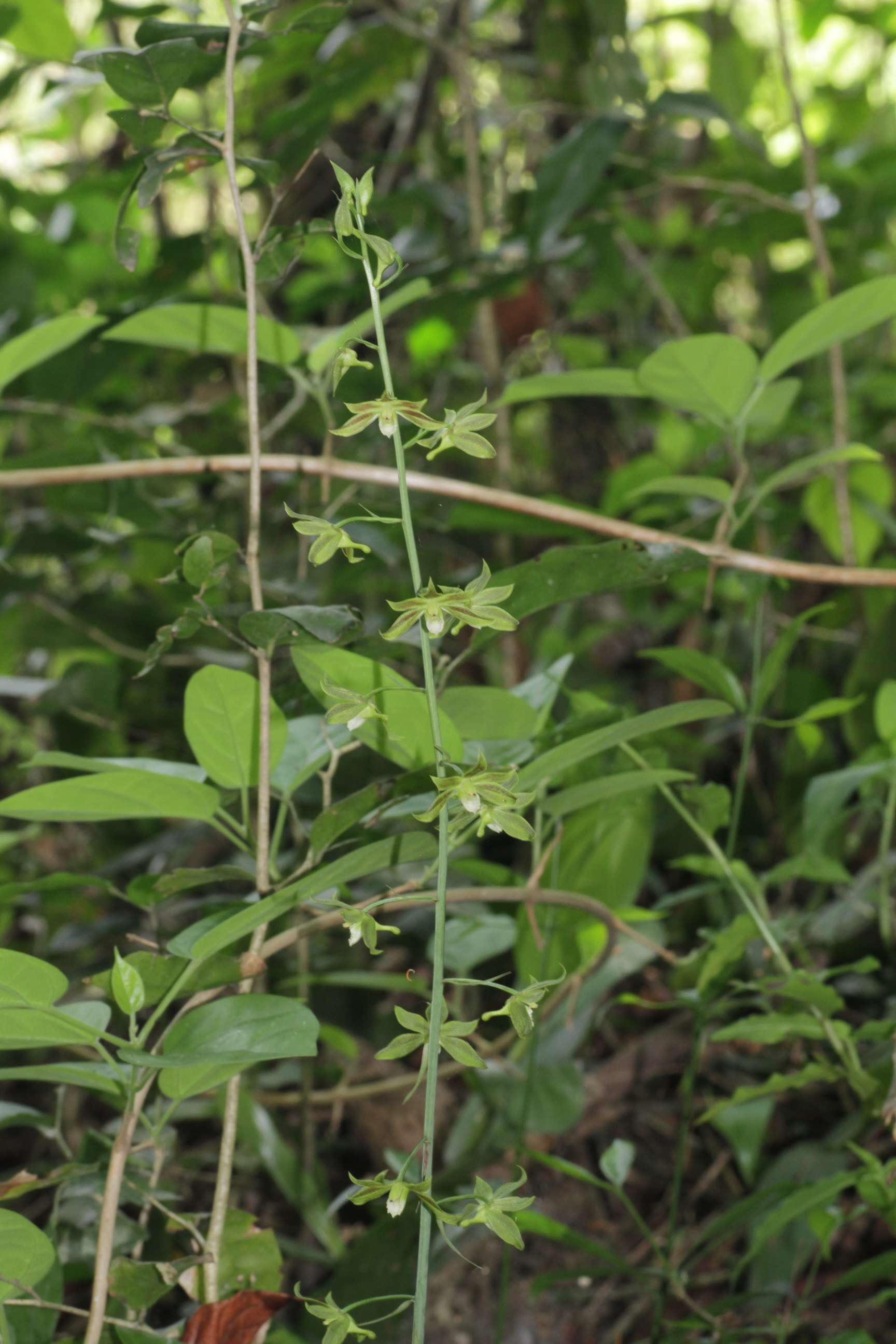 Image of Eulophia gracilis Lindl.