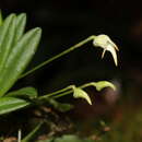 Masdevallia minuta Lindl.的圖片