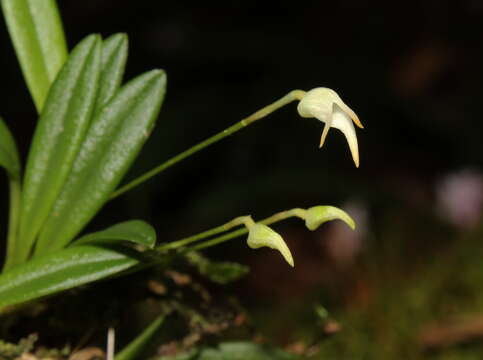 Masdevallia minuta Lindl.的圖片