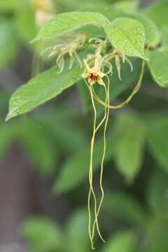 Image of hispid strophanthus