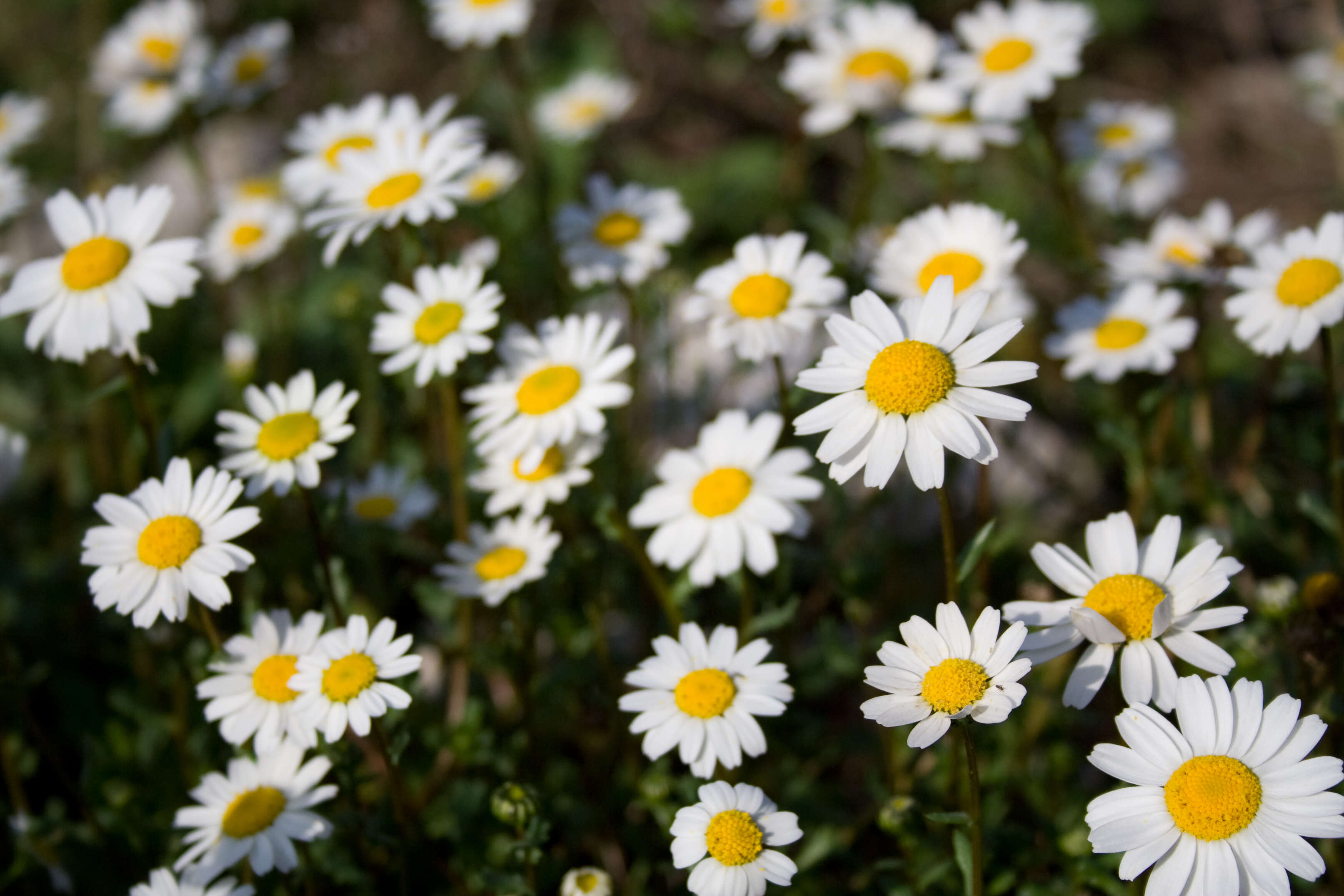 Anthemis arvensis L. resmi