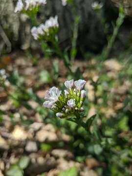 Image of Noccaea macrantha (Lipsky) F. K. Mey.