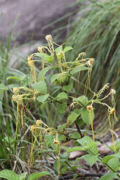 Imagem de Strophanthus hispidus A. P. De Candolle