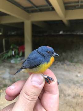 Image of Yellow-rumped Flowerpecker