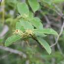 Strophanthus hispidus A. P. De Candolle resmi