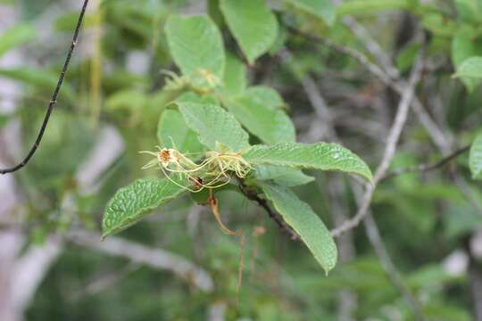 Strophanthus hispidus A. P. De Candolle resmi