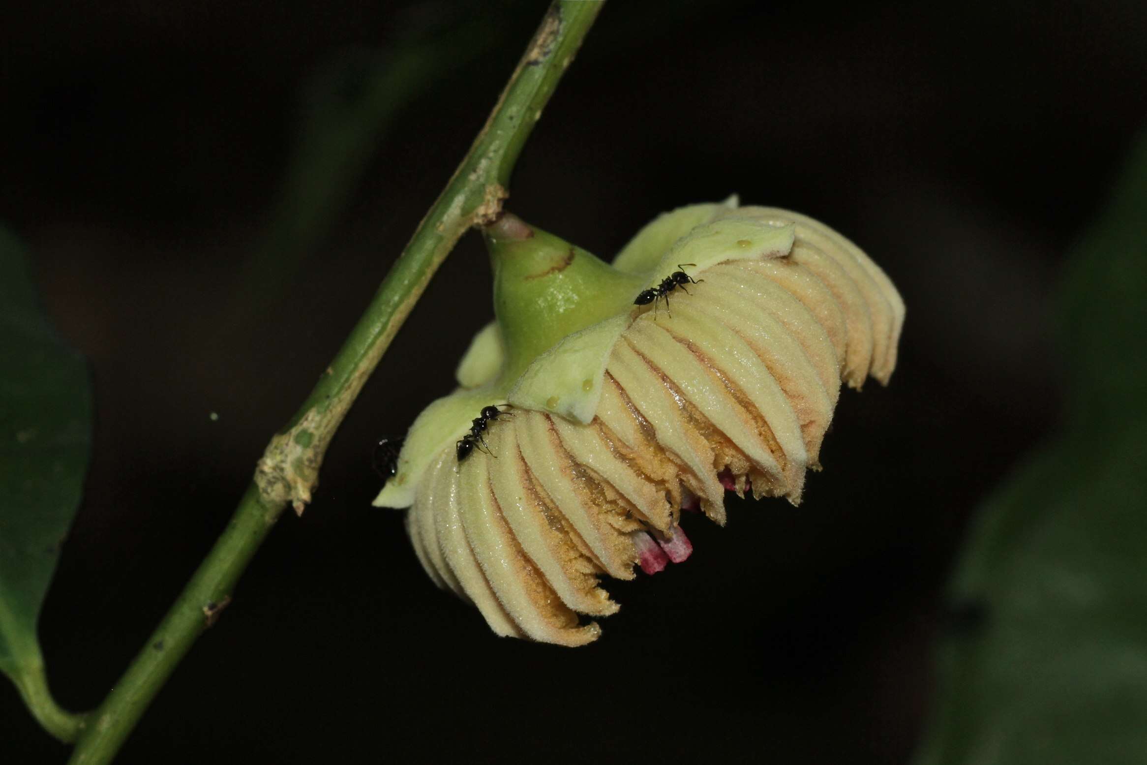 Image of Napoleonaea vogelii Hook. & Planch.
