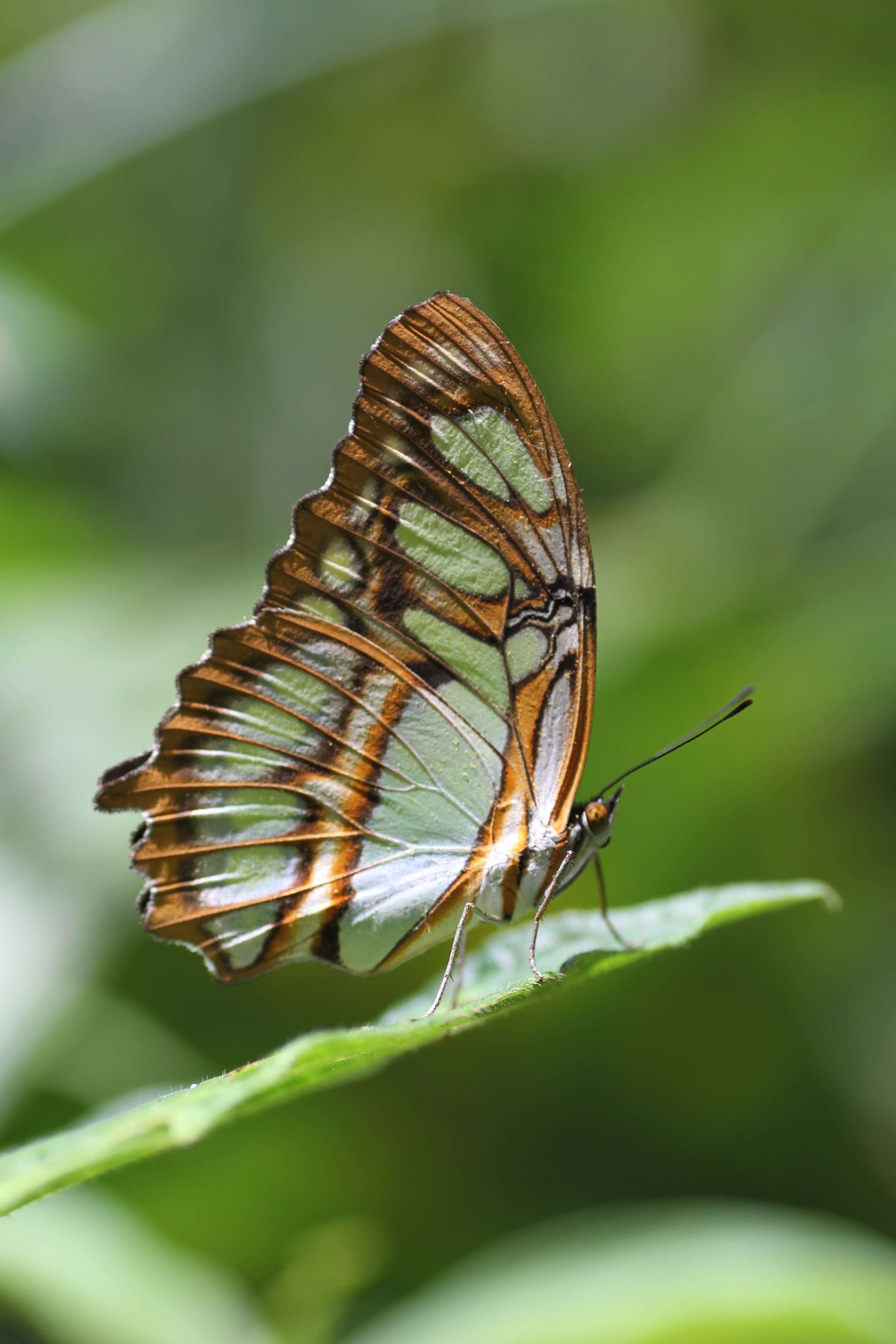 Image de Siproeta stelenes