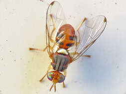 Image of Olive Fruit Fly