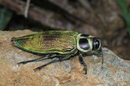 Image of Euchroma giganteum (Linnaeus 1758)