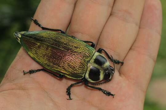 Image of Euchroma giganteum (Linnaeus 1758)