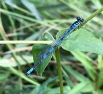 Coenagrion lanceolatum (Selys ex Selys & McLachlan 1872) resmi