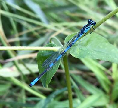 Image of Coenagrion lanceolatum (Selys ex Selys & McLachlan 1872)