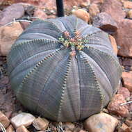 صورة Euphorbia obesa Hook. fil.