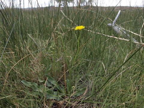 Imagem de Crepis runcinata subsp. glauca (Nutt.) Babc. & Stebbins