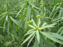 Image of Euphorbia lamarckii Sweet