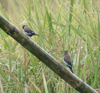 Image of Black-faced Munia