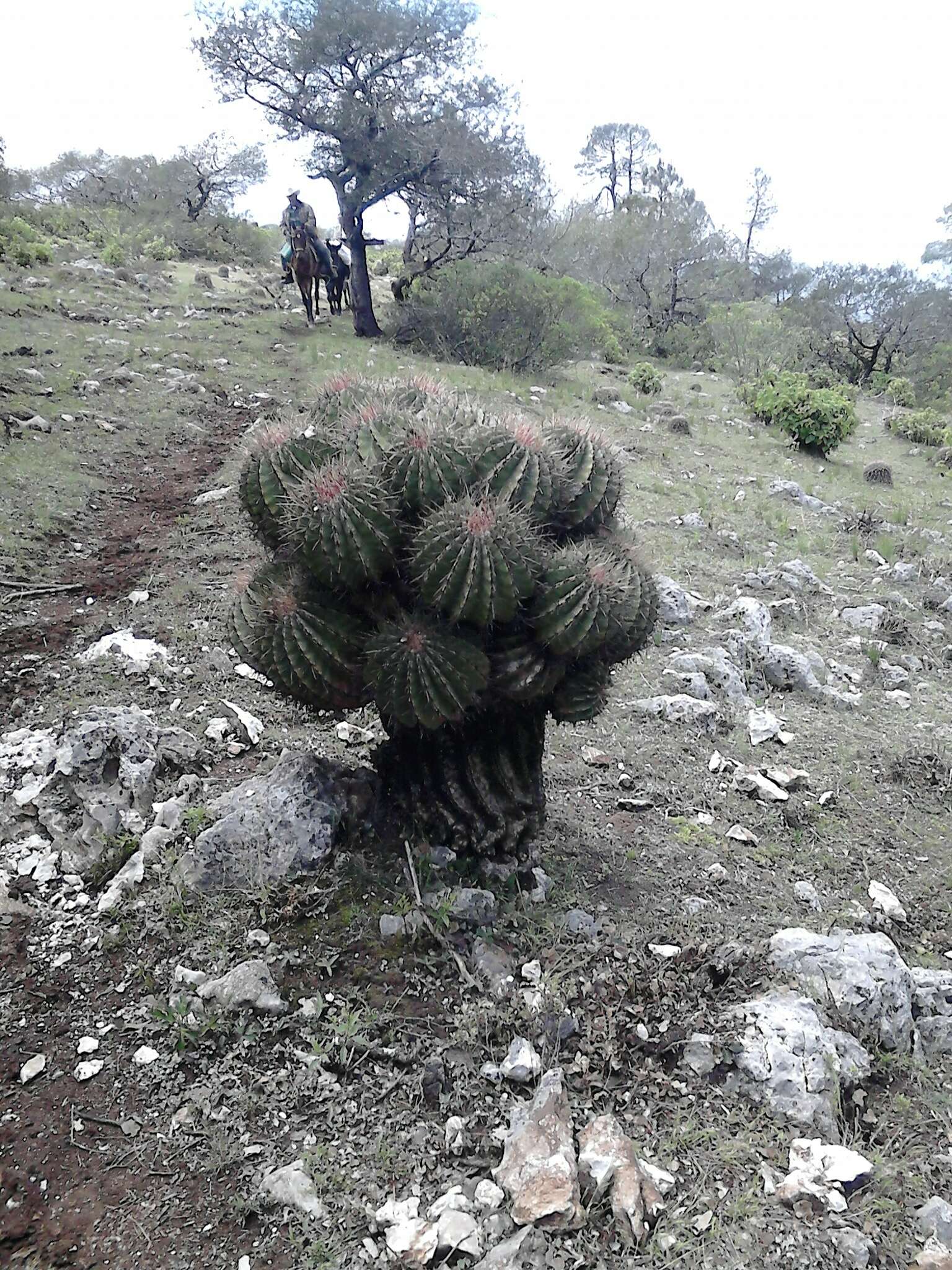 Image of Ferocactus haematacanthus (Muehlenpf.) Britton & Rose