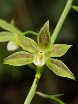 Image of Eulophia gracilis Lindl.