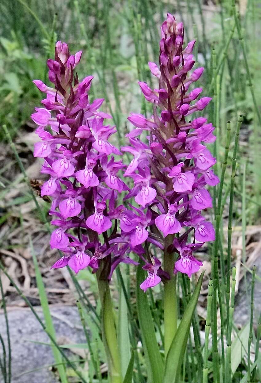 Image of Coeloglossum