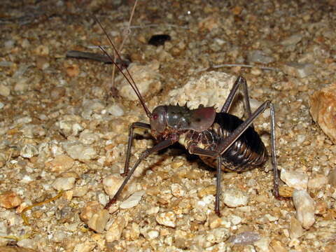 Image of Armoured Katydid