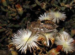 Image of Armoured Katydid