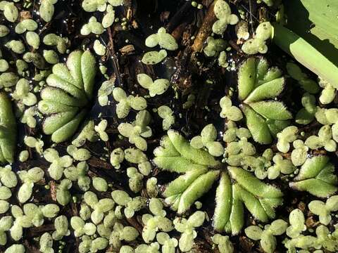 Image of Lesser Duckweed