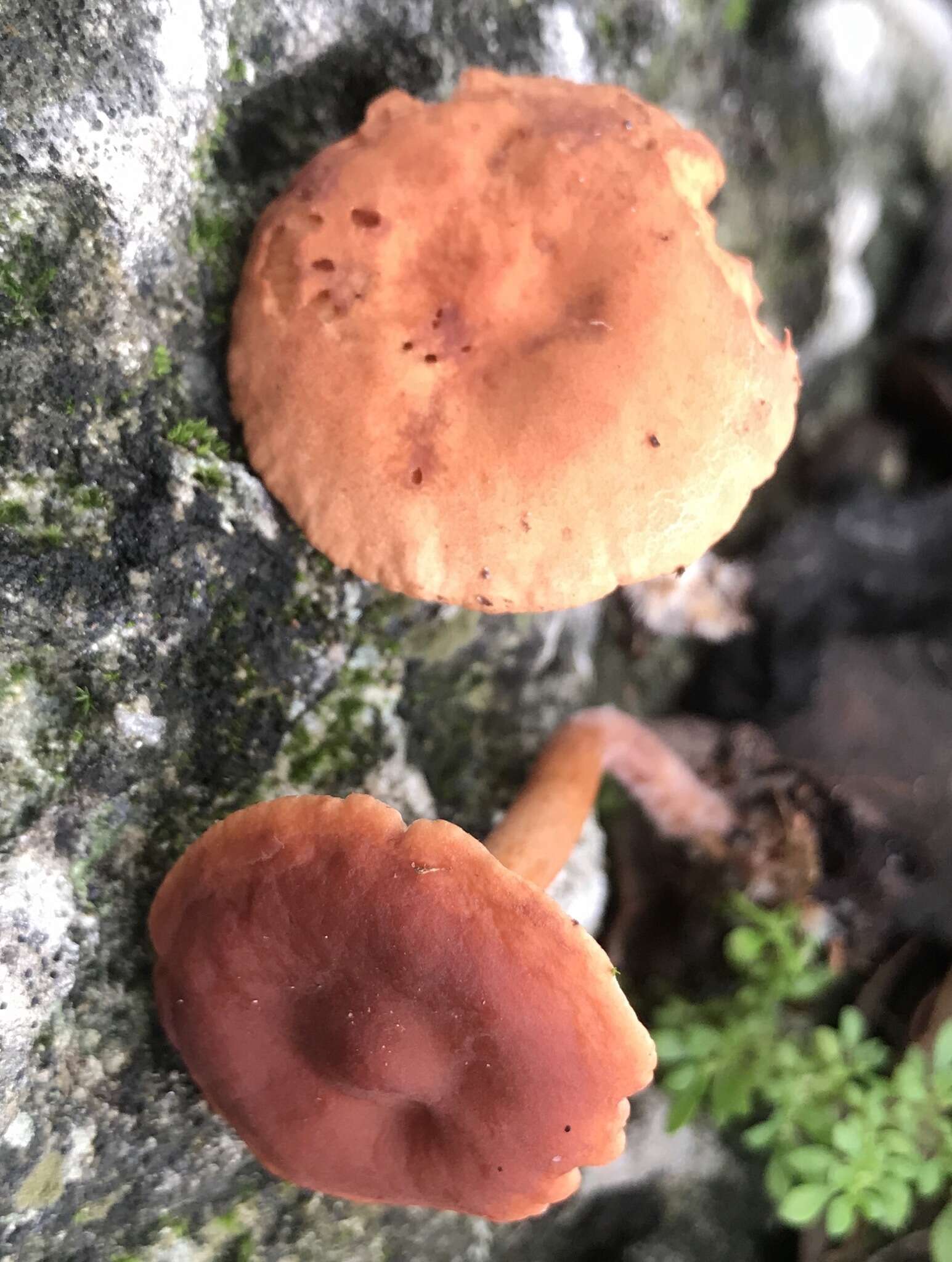 Image of Lactarius subserifluus Longyear 1902