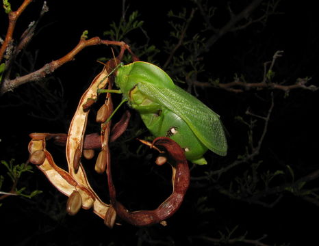 Image of bladder grasshoppers