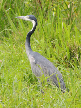 Image of Black-headed Heron