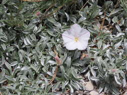 Image of Convolvulus boissieri subsp. boissieri