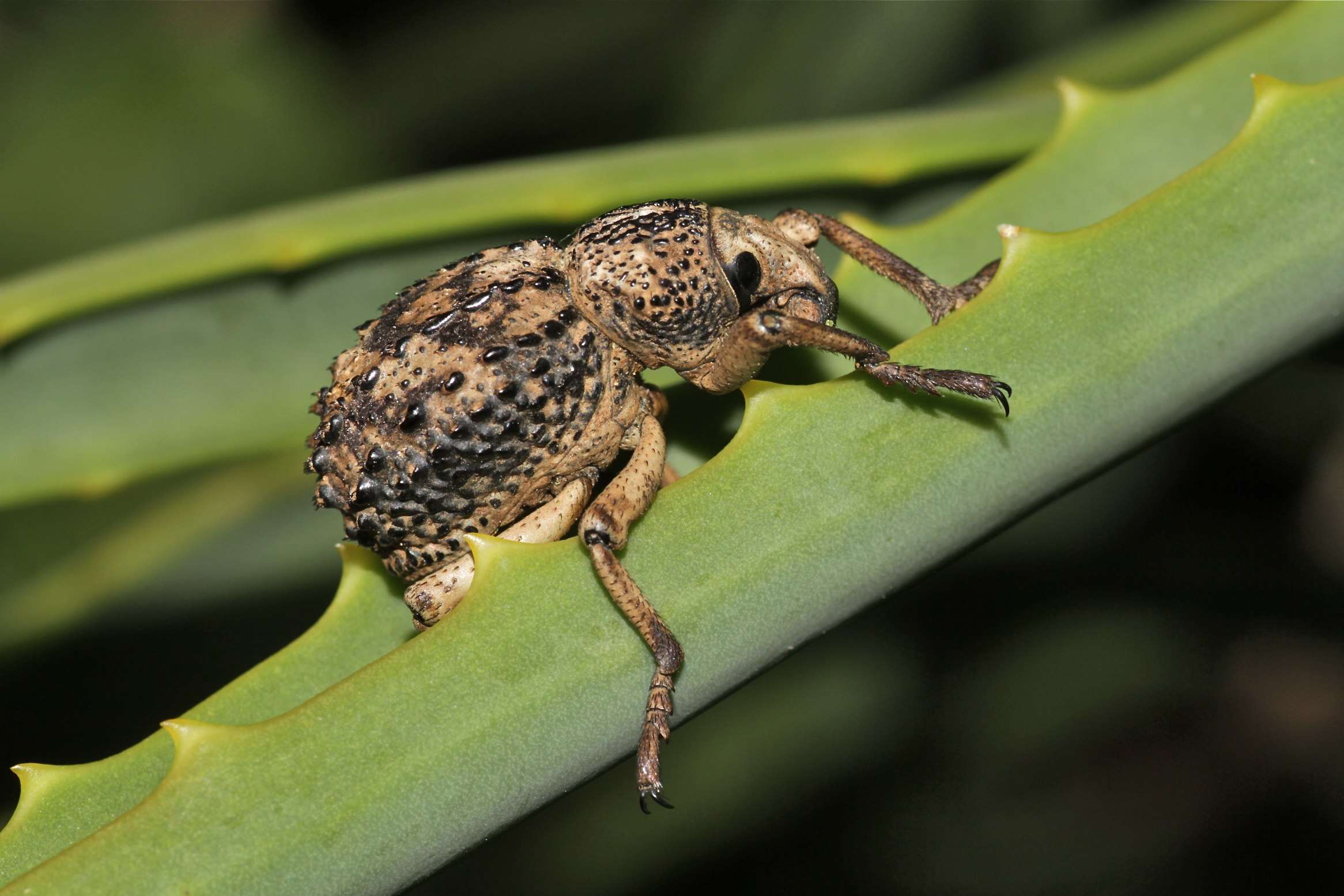 Image of Brachycerus