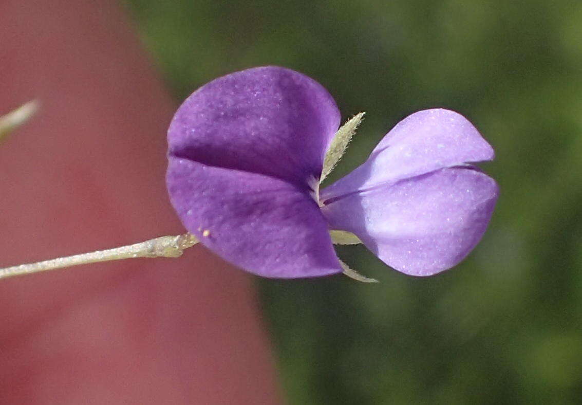 Psoralea plauta C. H. Stirt. resmi