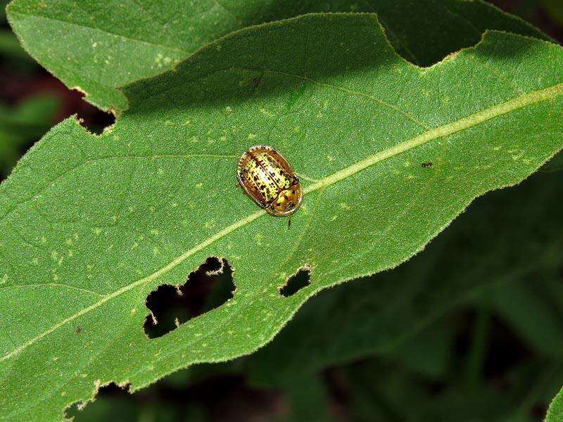 Image de Solanum campylacanthum subsp. campylacanthum