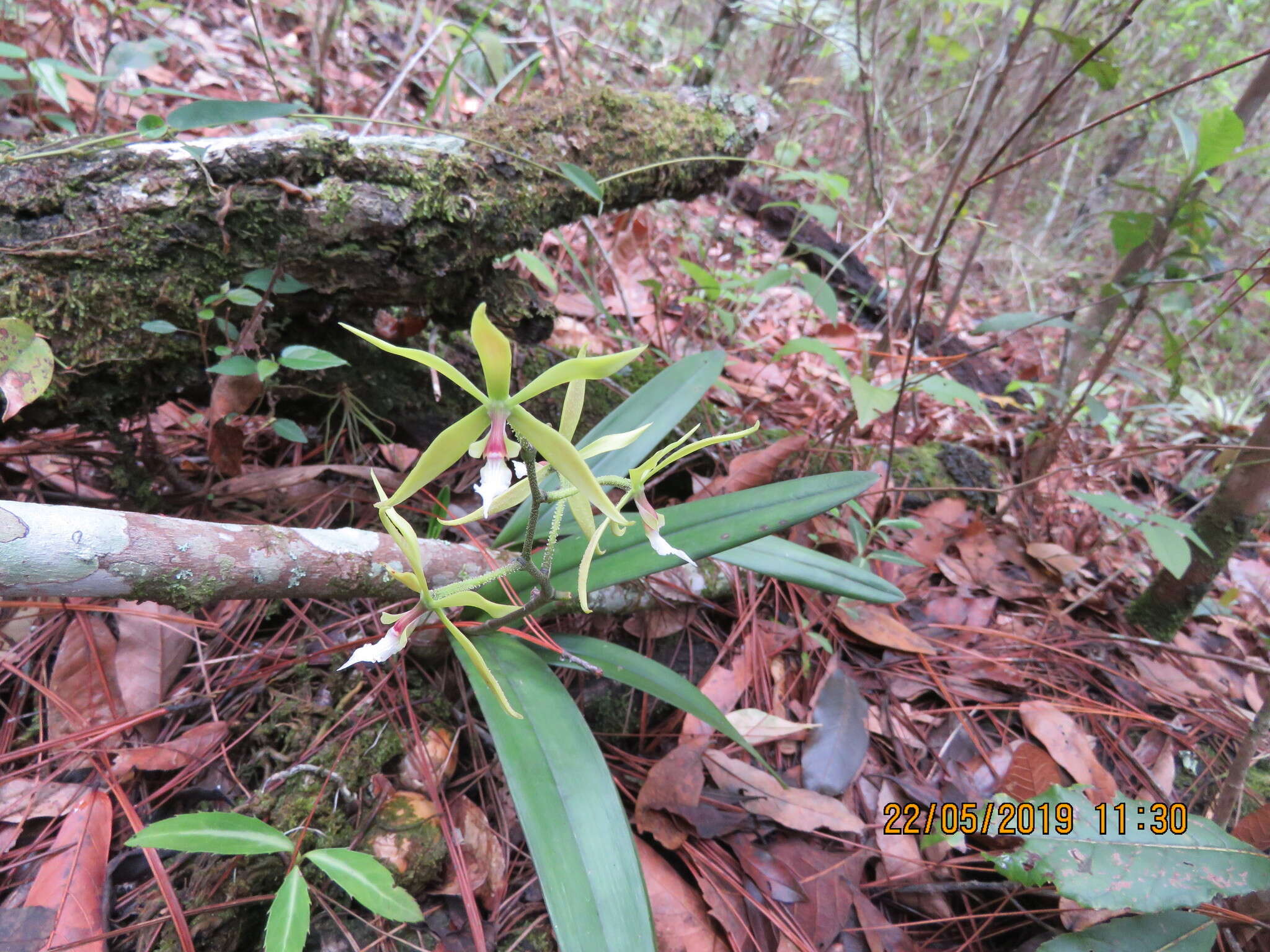 Image de Encyclia tuerckheimii Schltr.