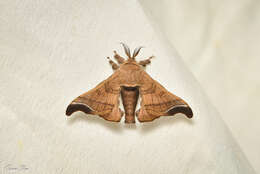 Image of Bombyx mandarina Moore 1872