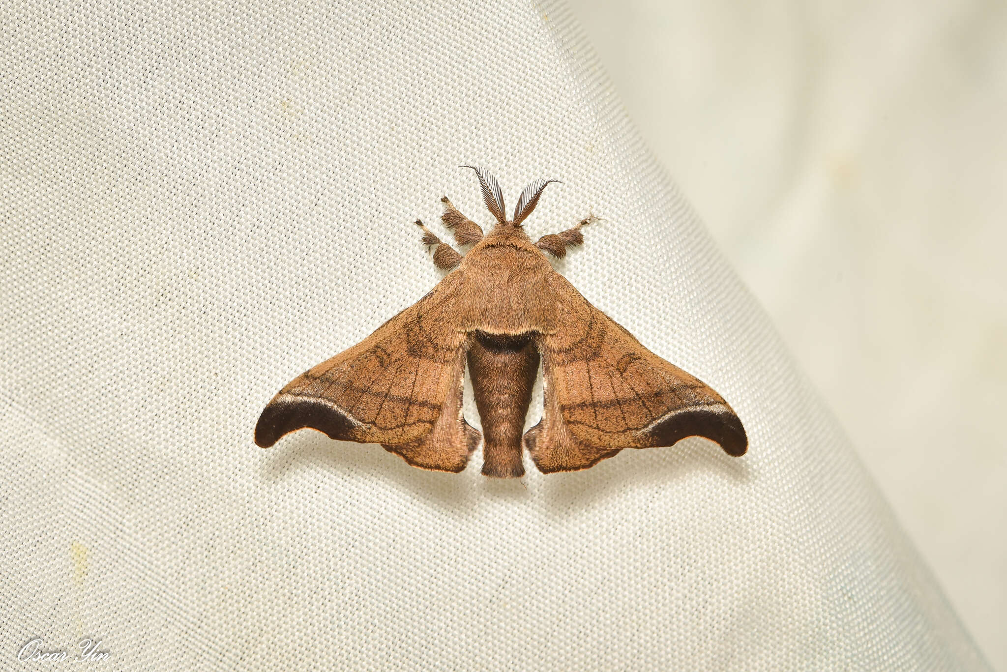 Image of Bombyx mandarina Moore 1872