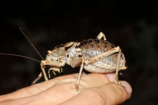 Image of Antlered Thorny Katydid