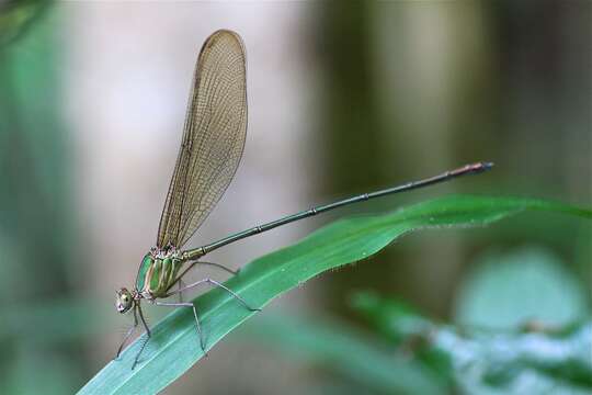 Image of Glistening Demoiselle